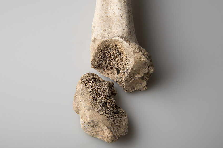 Abbildung eines Skelettteilverband eines Rinderbeines mit Bearbeitungsspuren aus der Zivilstadt von Carnuntum (K. Klein 2018 | CC BY 4.0)